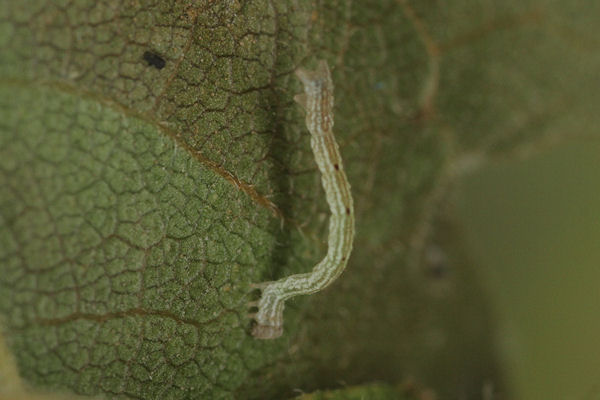 Cyclophora annularia: Bild 19