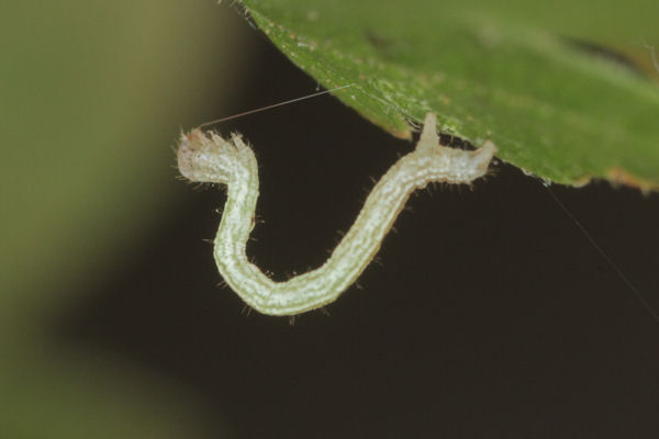 Cyclophora annularia: Bild 20