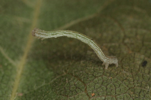 Cyclophora annularia: Bild 21