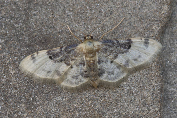 Idaea filicata: Bild 19