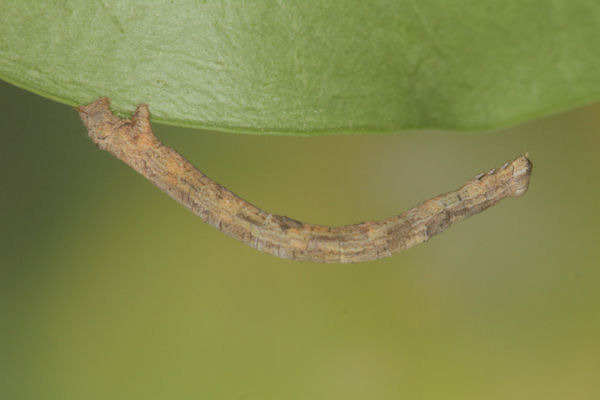 Menophra japygiaria: Bild 41