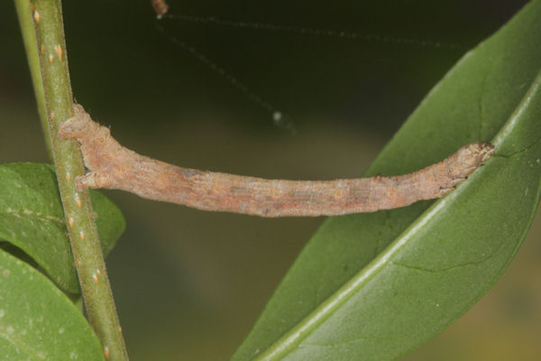 Menophra japygiaria: Bild 48