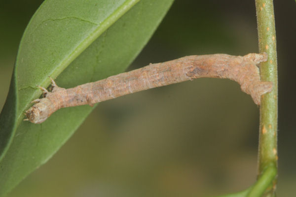 Menophra japygiaria: Bild 49