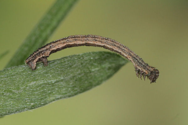 Idaea aureolaria: Bild 33