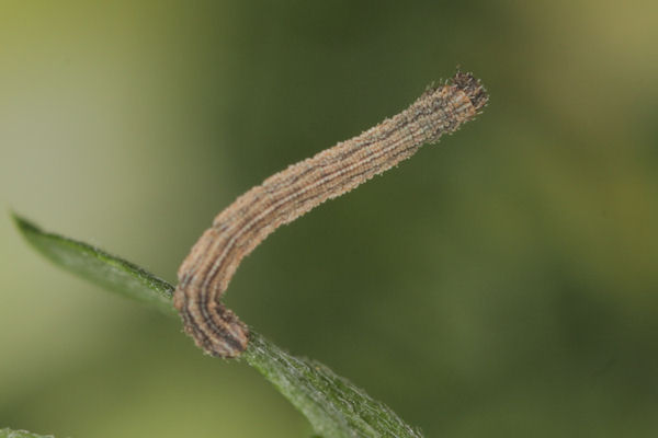 Idaea aureolaria: Bild 34