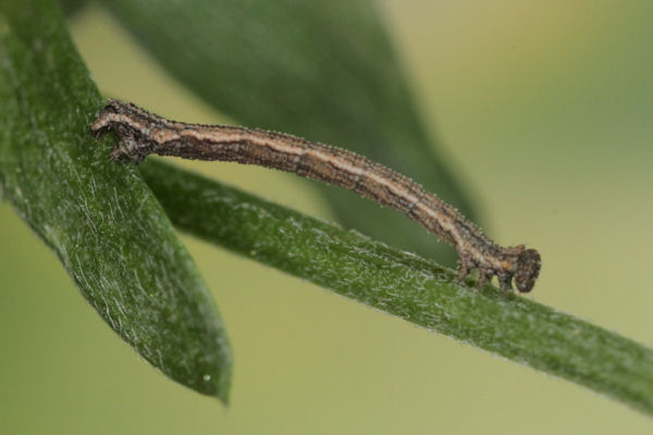 Idaea aureolaria: Bild 35