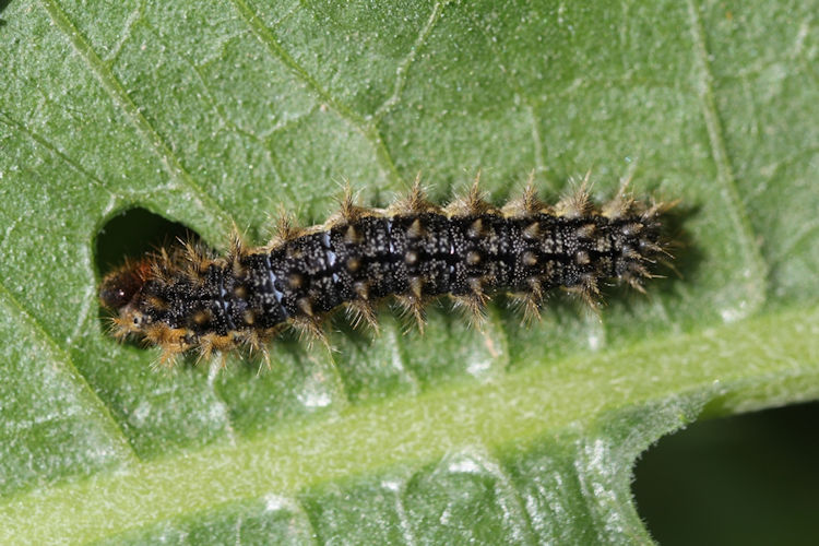 Melitaea arduinna: Bild 1
