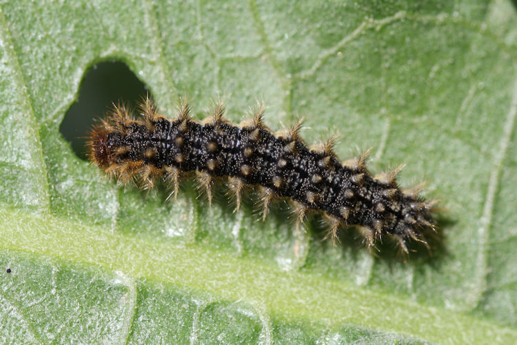 Melitaea arduinna: Bild 2