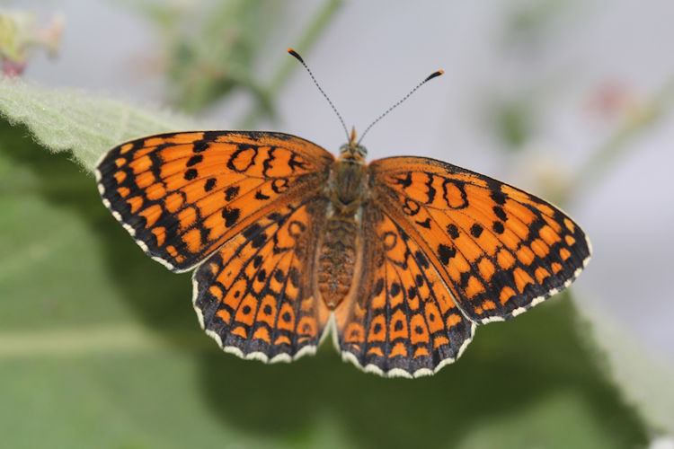 Melitaea arduinna: Bild 23