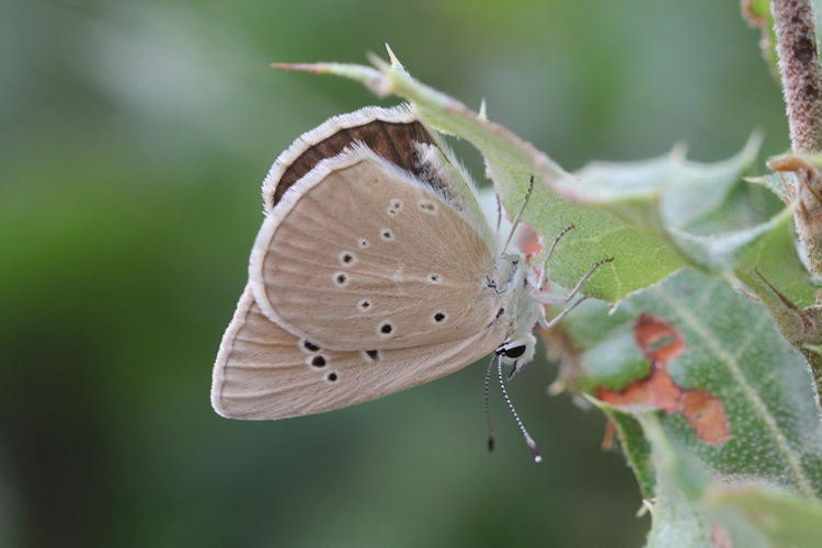 Polyommatus dolus: Bild 2