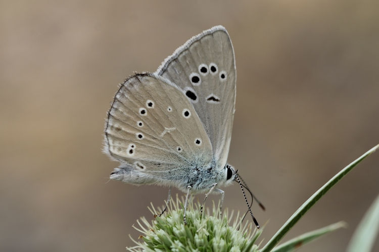 Polyommatus dolus: Bild 3