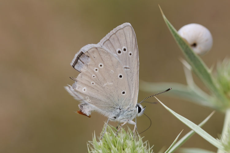 Polyommatus dolus: Bild 4