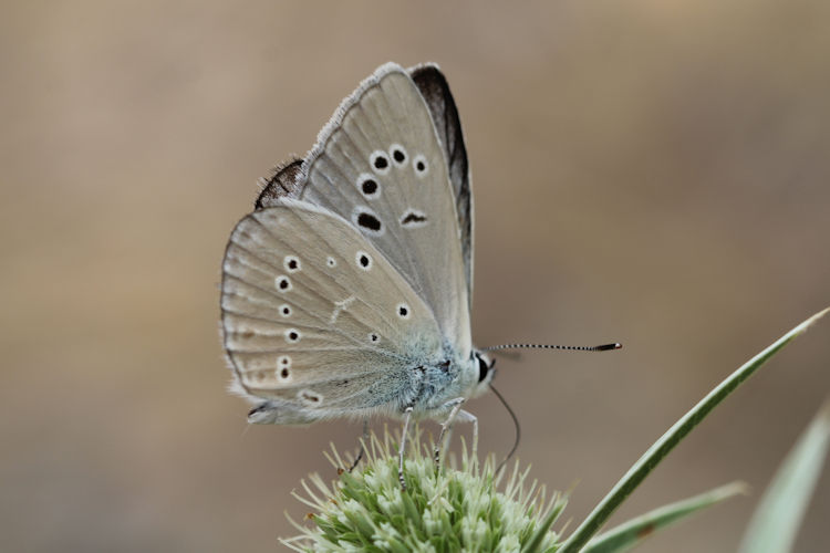 Polyommatus dolus: Bild 5