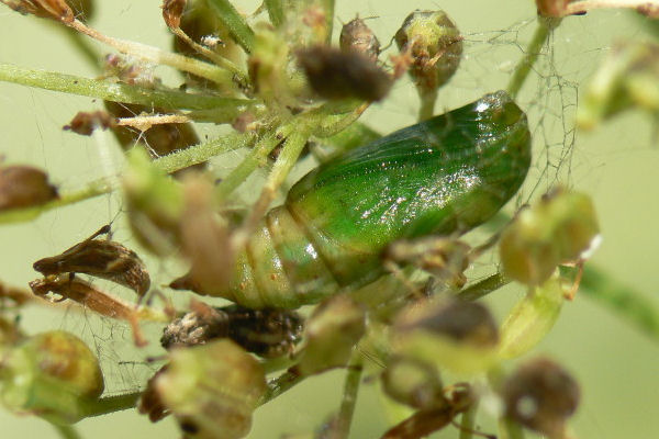 Eupithecia selinata: Bild 3