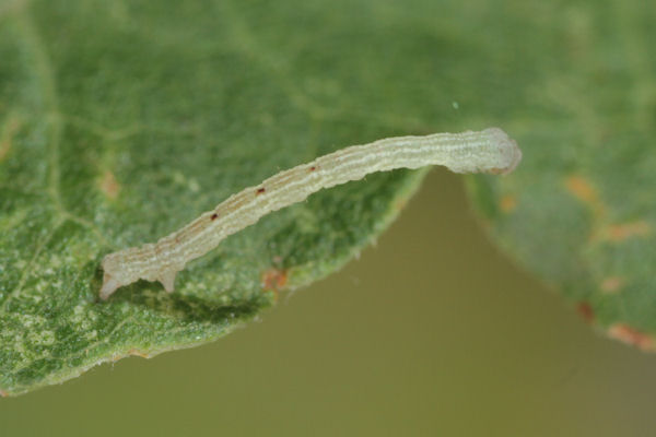 Cyclophora annularia: Bild 24