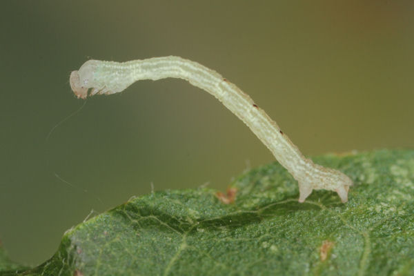 Cyclophora annularia: Bild 25