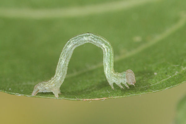 Cyclophora annularia: Bild 27