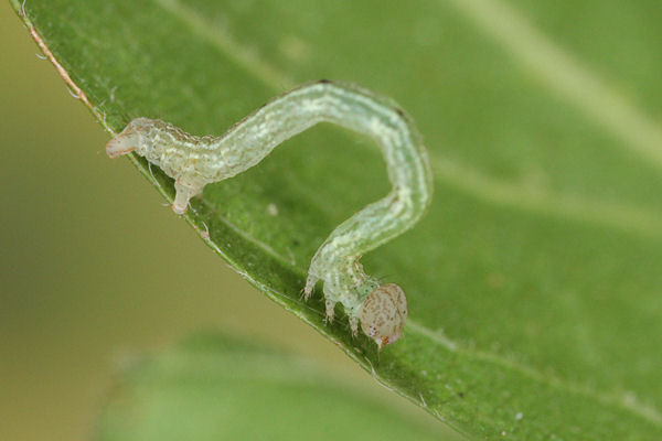 Cyclophora annularia: Bild 28