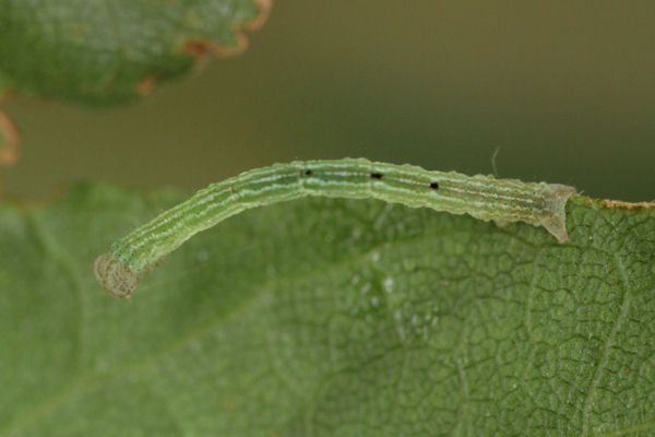 Cyclophora annularia: Bild 30