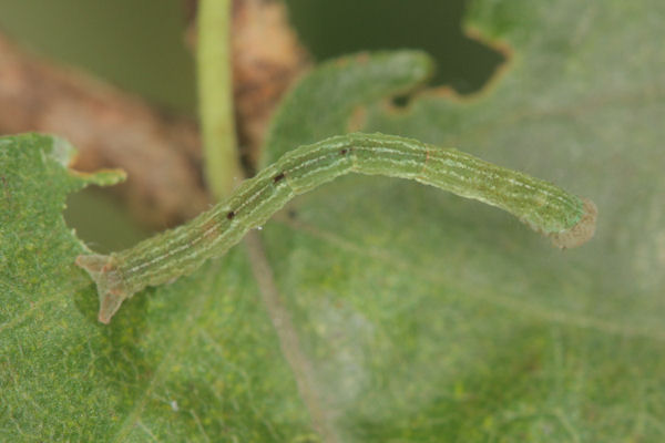 Cyclophora annularia: Bild 31