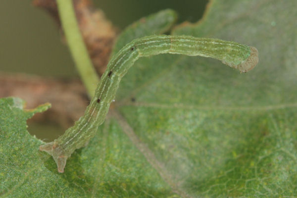 Cyclophora annularia: Bild 32