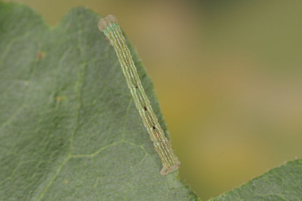 Cyclophora annularia: Bild 33