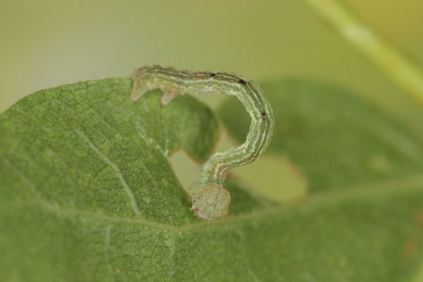 Cyclophora annularia: Bild 34