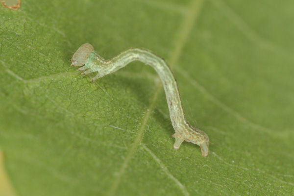 Cyclophora annularia: Bild 35