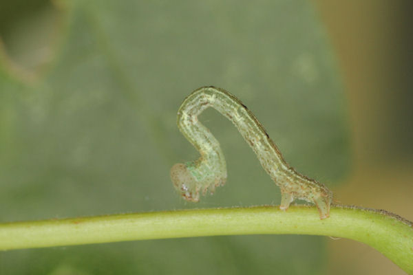 Cyclophora annularia: Bild 37