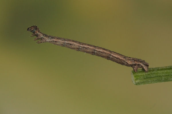 Idaea aureolaria: Bild 36