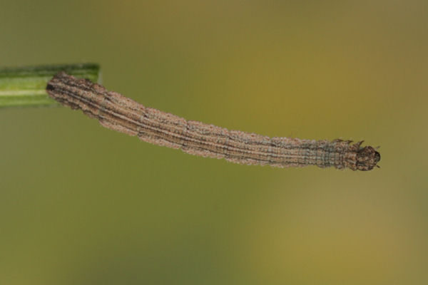 Idaea aureolaria: Bild 37