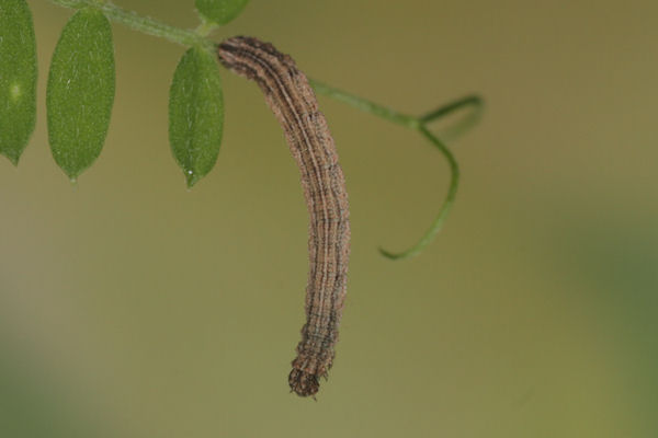 Idaea aureolaria: Bild 38