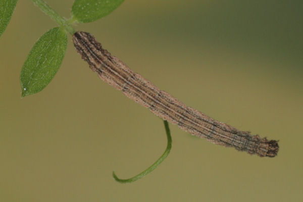 Idaea aureolaria: Bild 39