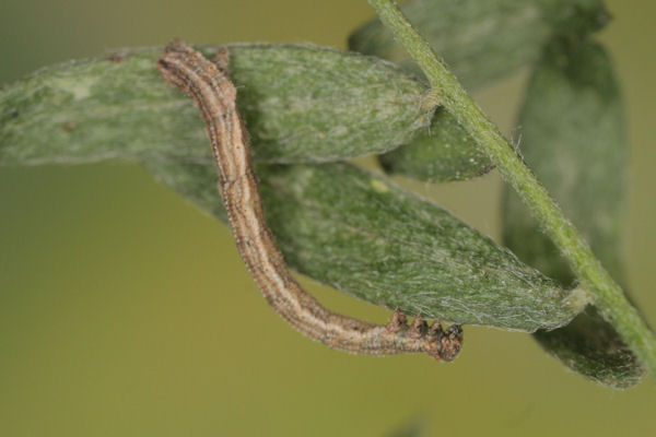 Idaea aureolaria: Bild 40