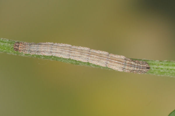 Idaea aureolaria: Bild 41