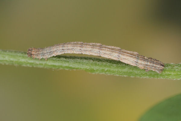 Idaea aureolaria: Bild 42