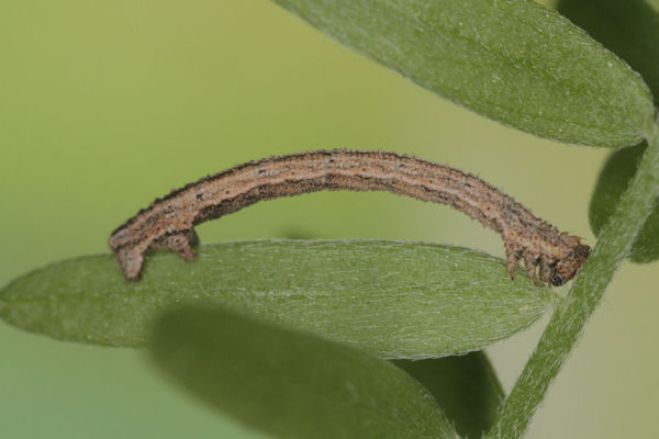 Idaea aureolaria: Bild 43