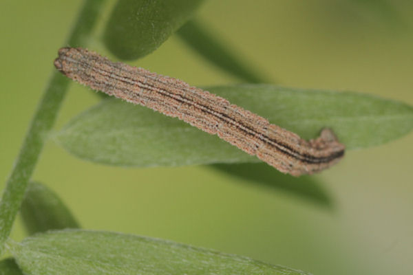 Idaea aureolaria: Bild 44