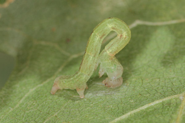 Cyclophora annularia: Bild 41