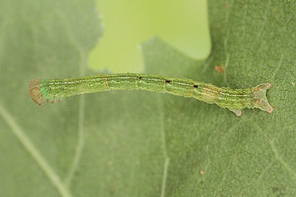 Cyclophora annularia: Bild 42