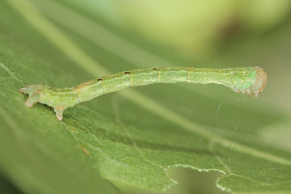 Cyclophora annularia: Bild 43