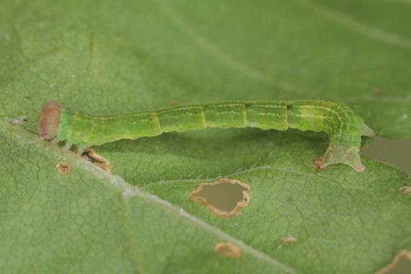 Cyclophora annularia: Bild 45