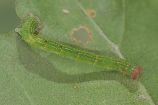 Cyclophora annularia: Bild 44