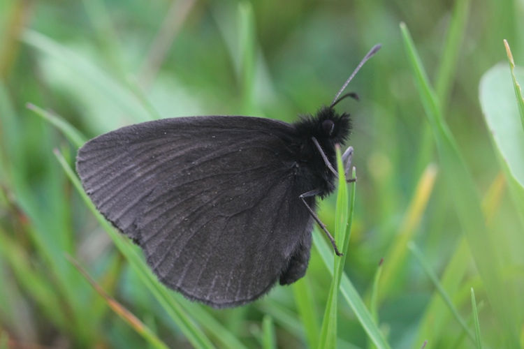 Erebia manto constans: Bild 2