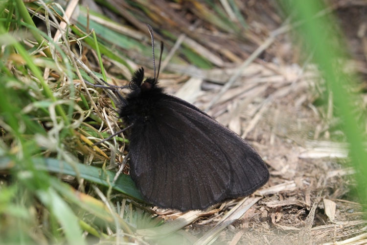 Erebia manto constans: Bild 3