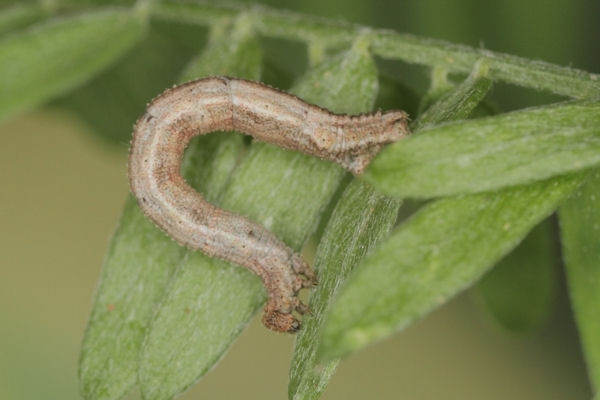 Idaea aureolaria: Bild 45