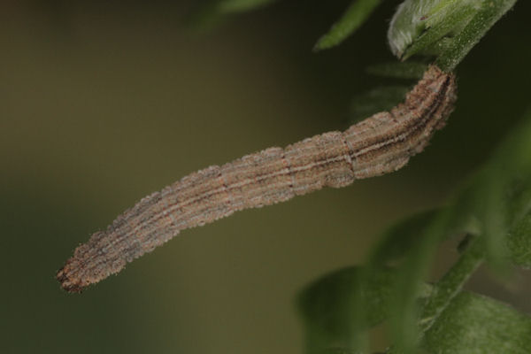 Idaea aureolaria: Bild 46