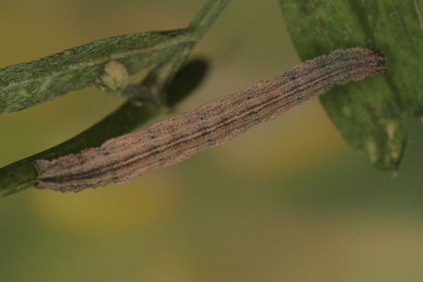 Idaea aureolaria: Bild 47