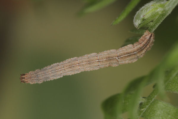 Idaea aureolaria: Bild 48