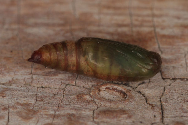 Idaea aureolaria: Bild 51